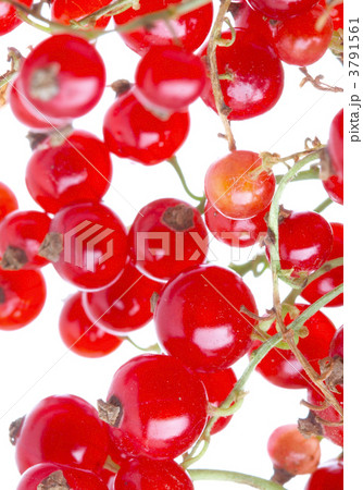 fresh currant fresh currant 3791561