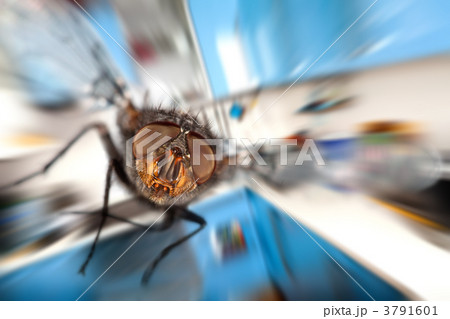 housefly  Flying in kitchen 3791601