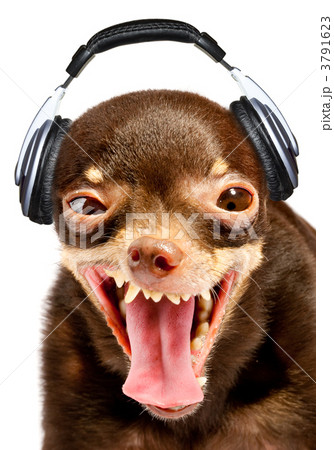 Ridiculous dog DJ. 3791623
