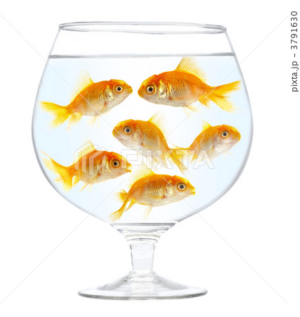 gold small fishes 3791630