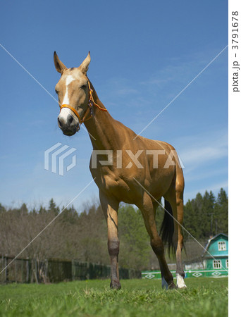 Horse 3791678