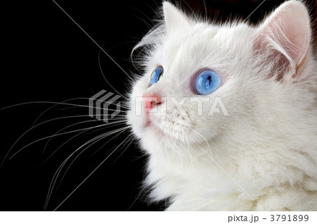 Portrait of a white cat 3791899