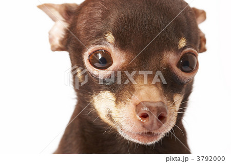 Russian toy-terrier 3792000