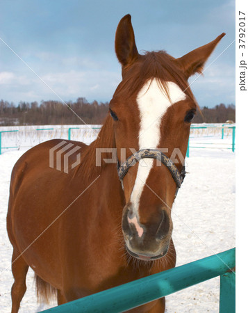 horses in a countryside. 3792017