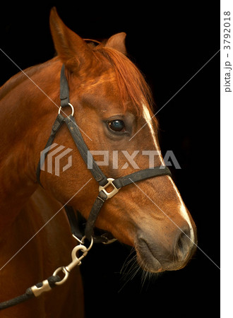 Portrait of a horse on a black background. 3792018