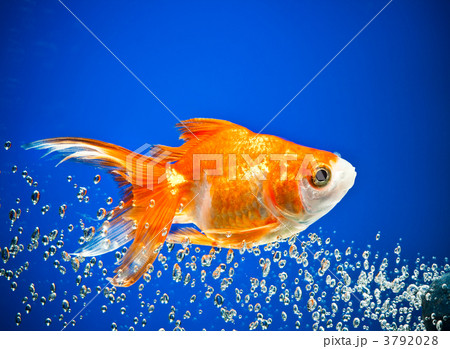 goldfish 3792028