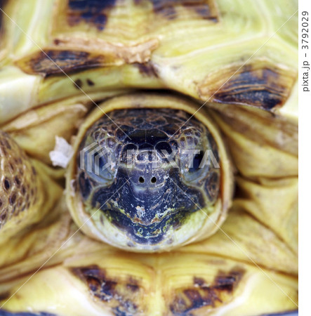 Photo of a turtle close up 3792029