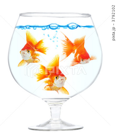 Aquarium with gold small fishes 3792102