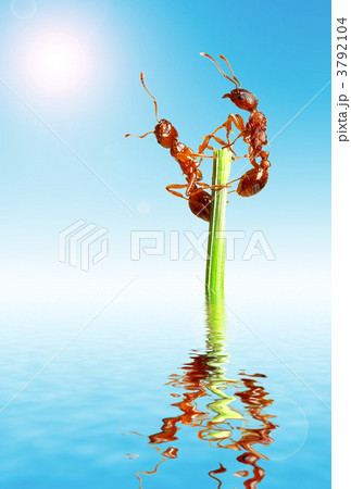 Ants Ants 3792104