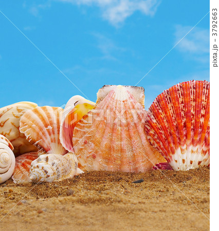 Sea cockleshells Sea cockleshells 3792663
