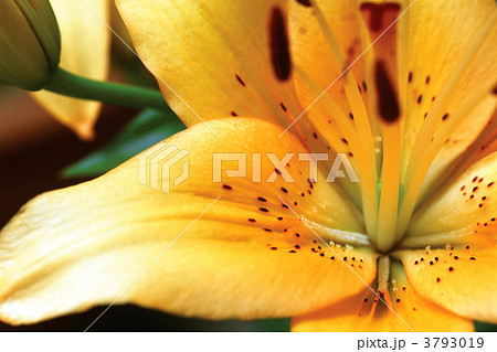 Yellow Tiger Lily 3793019