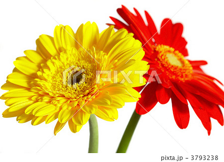Red and yellow flower on a white background 3793238