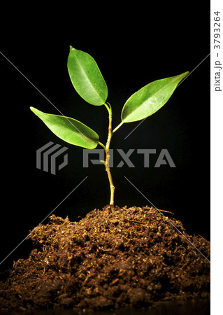 Young sprout on a black background Young sprout on a black background 3793264