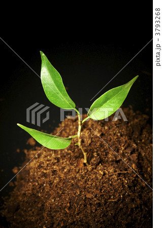 Young sprout on a black background Young sprout on a black background 3793268