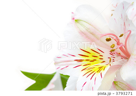 orchid orchid 3793271