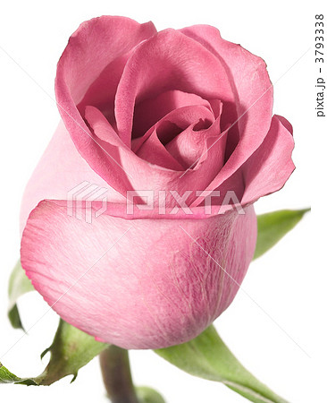 Pink rose on a white background. 3793338