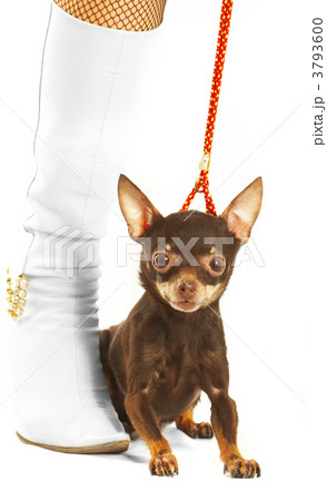Female legs and dog. Female legs and dog. 3793600