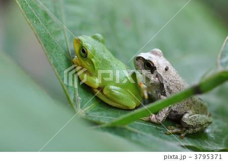 雨蛙と青蛙 3795371