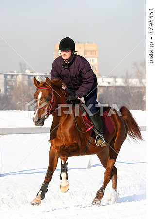 The girl the equestrian skips on a horse 3795651