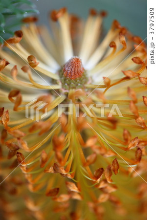 バンクシア 3797509