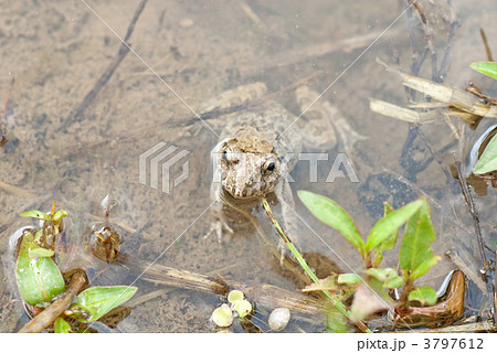 田んぼのカエル　ツチガエル 3797612