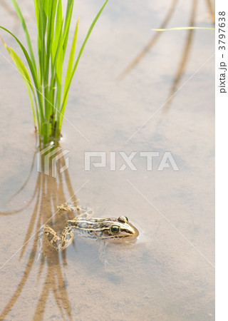 田んぼのカエルの写真素材