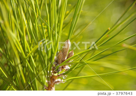 クロマツ クロマツ 3797643