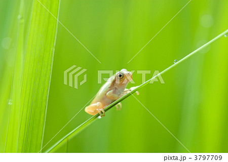 ニホンアマガエルの幼体 ニホンアマガエルの幼体 3797709