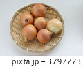 小玉タマネギ 3797773