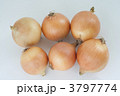 小玉タマネギ 3797774