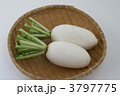 辛みダイコン 3797775