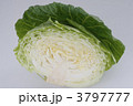 キャベツ 3797777