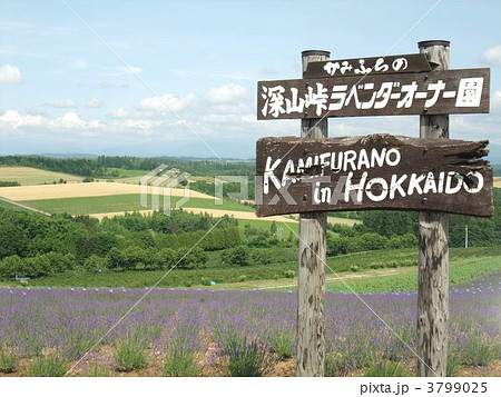 深山峠ラベンダーオーナー園 深山峠ラベンダーオーナー園 3799025