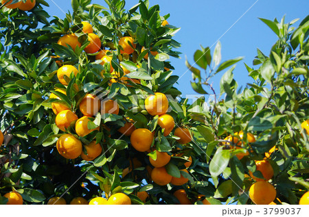 おいしいミカンになりました 3799037