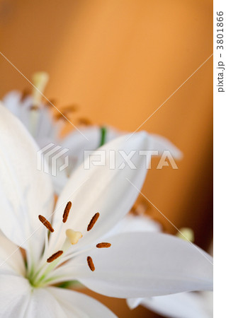 Couple of lilies Couple of lilies 3801866