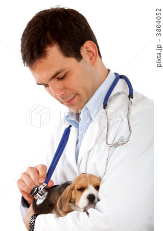 Veterinarian with a puppy 3804052