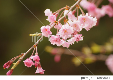 枝垂桜 枝垂桜 3805081