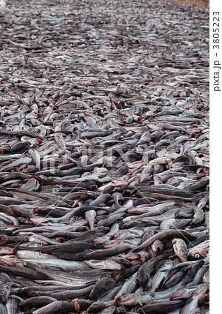 スケソウタラ スケソウタラ 3805223