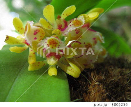 野生ラン 野生ラン 3805256