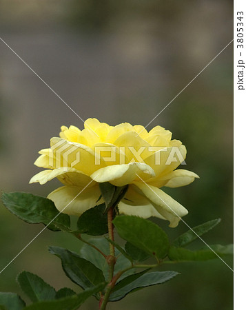 ベル・ロマンティカ 3805343