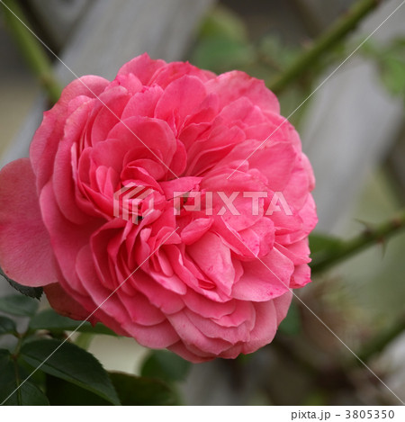 レオナルド・ダビンチ 3805350