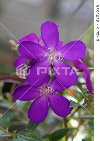 ノボタン 3805526