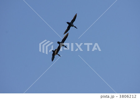 尾長鴨飛行隊 3806212