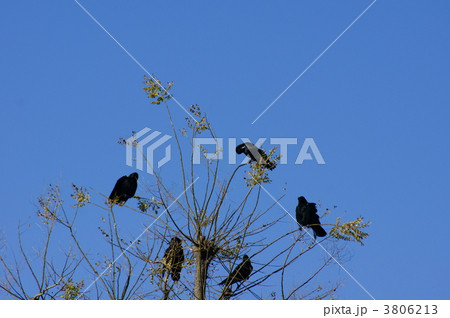 嘴太烏軍団休憩中　ちと不気味 3806213