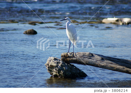 小鷺の休息 3806214