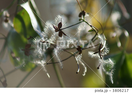 仙人草の髭 名前の由来です。 仙人の髭 仙人草の髭 名前の由来です。 仙人の髭 3806217