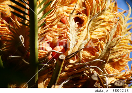 蘇鉄の雌花　間に実が見えます。 3806218