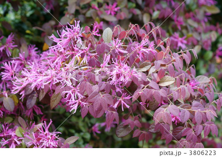 紅花常盤満作　満開です 3806223