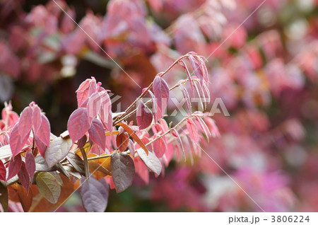紅花常盤満作 新芽です 紅花常盤満作 新芽です 3806224