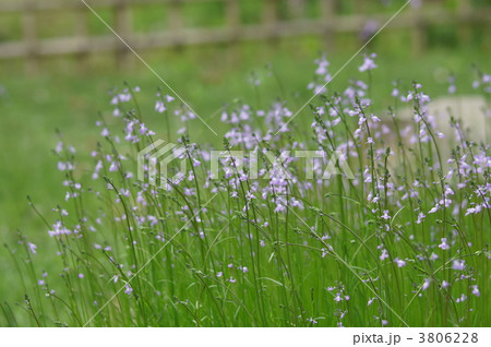 松葉海蘭 マツバウンランと申します の写真素材